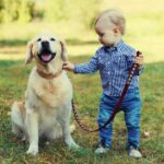Who gets the family pet after seperation? | EAS Legal