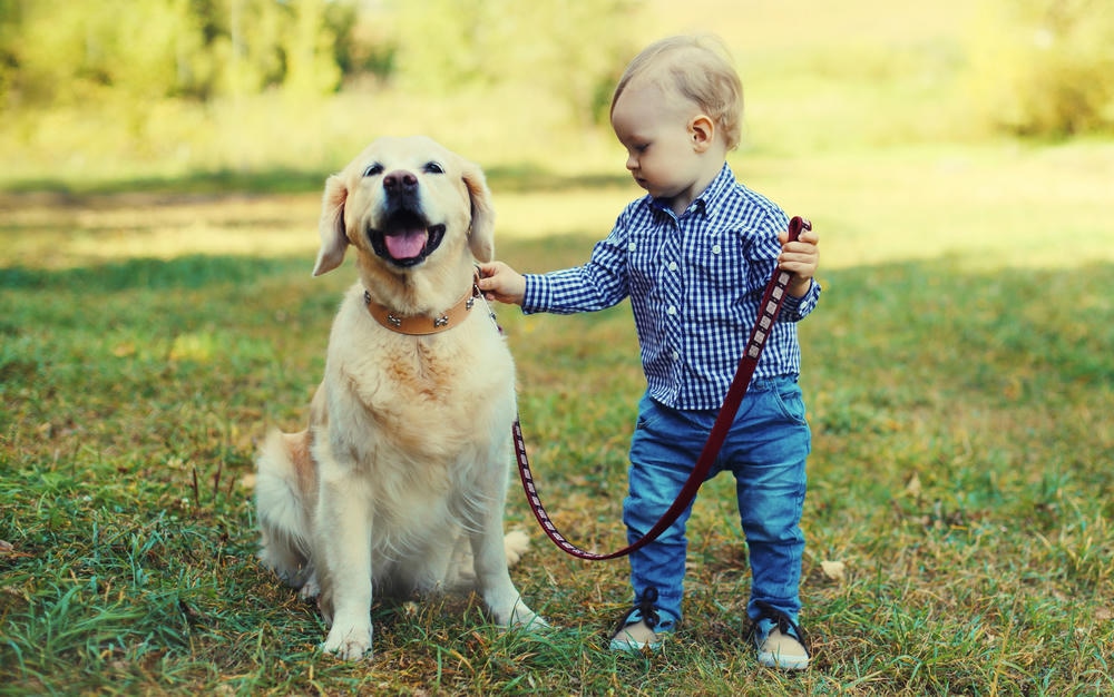Who gets the family pet after seperation? | EAS Legal